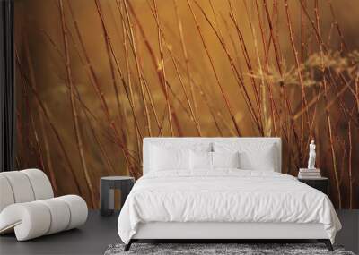 Abstract autumn theme background with yellow dry grass. Wall mural