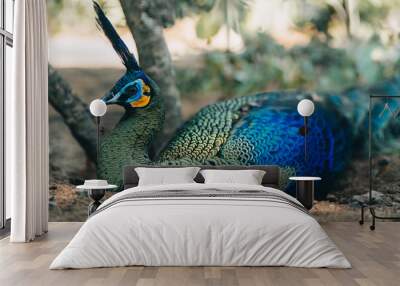 Close up shot of blue colorful peacock lying down. Indian peafowl in tropical safari park Wall mural