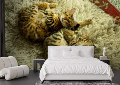 Two cute bengal kittens gold and chorocoal color laying on the cat's window bed and relaxing. Sunny seat  Wall mural