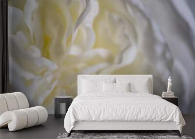 closeup of white rose flower Wall mural