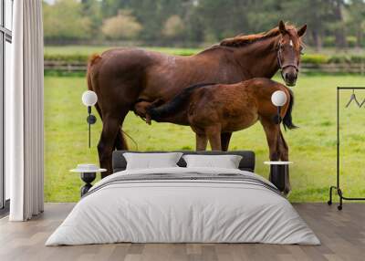 A mare is nursing and feeding her foal Wall mural