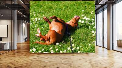 Un chien marron qui se roule par terre Wall mural