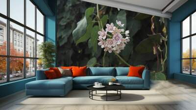 Wattakaka sinensis with large heart-shaped leaves Wall mural