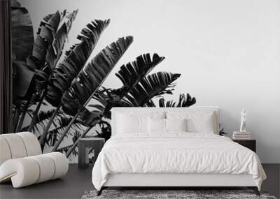 Beautiful banana tree. Natural minimal background in black and white colors. Summer and travel concept. Wall mural