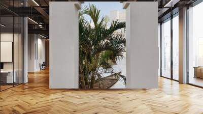 Beautiful tropical palm plant tree leaves in beige building window. Minimal creative summer floral garden background Wall mural