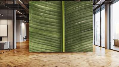 Palm tree leaf texture. Beautiful summer exotic tropical nature background. Summer travel, vacation concept. Wall mural