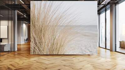 Sand dunes with beach grass. Grass on the beach Wall mural