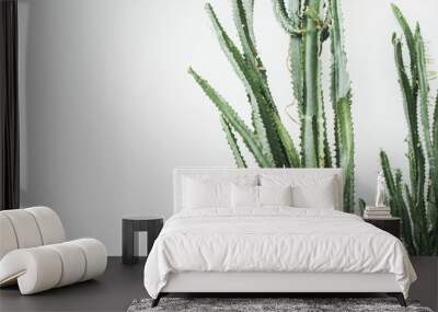 Succulent cactus on white background. Minimal lifestyle concept. Wall mural