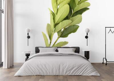 Fresh green guava leaves branch isolated on transparent backgroun Wall mural