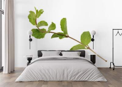 Mint leaves branch isolated on transparent background Wall mural