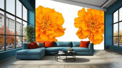 Orange marigold flower isolated on transparent background Wall mural