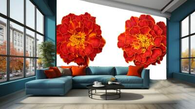 Red orange marigold flower isolated on transparent background	 Wall mural