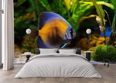 elegant angelfish gliding through vibrant freshwater aquarium with exotic plants and gravel Wall mural