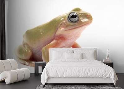 Australian green tree (Ranoidea caerulea) frog on a white background Wall mural