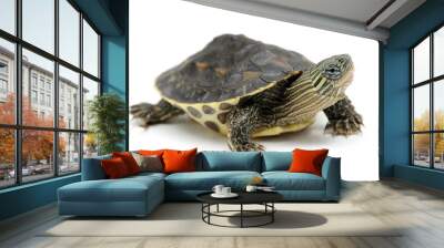 Chinese stripe-necked turtle (Mauremys sinensis) on a white background Wall mural