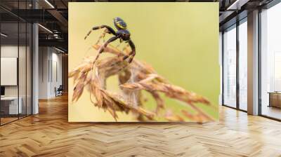 Napoleon crab spider (Synema globosum) Wall mural