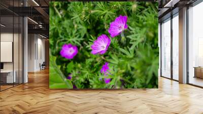 Bloody Cranesbill - Geranium sanguineum Pink Garden Flower Wall mural