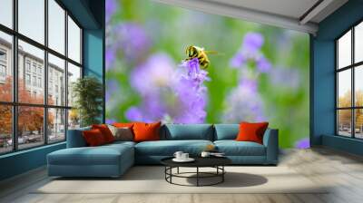 the bee collects pollen on the lavender flower Wall mural