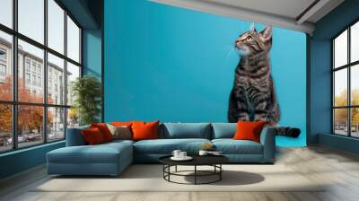 A tabby cat sits on a blue background, looking up and to the left, with plenty of copy space. Wall mural