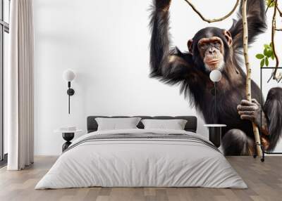 a chimpanzee ape hanging on a tree branch isolated on a white background Wall mural