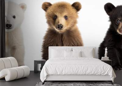 baby bear collection (polar, grizzly, black), animal bundle isolated on a white background as transparent PNG Wall mural