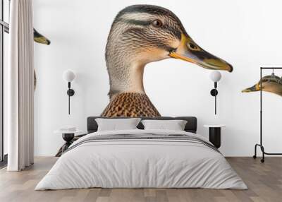 Brown female mallard duck collection, portrait, flying and standing, isolated on a transparent background Wall mural