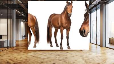 brown horse collection (portrait, standing), animal bundle isolated on a white background as transparent PNG Wall mural