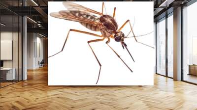 Closeup of a mosquito insect isolated on white background as transparent PNG, generative AI animal Wall mural