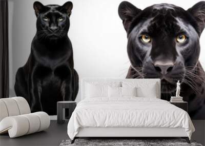 Collection of black panther (portrait, sitting, lying, standing), big cat animal bundle, isolated on white background as transparent PNG Wall mural