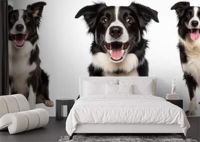 Collection of happy border collie dogs (portrait, sitting, standing) isolated on white background as transparent PNG Wall mural