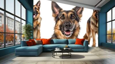 Collection of three dogs, happy german shepherds set (portrait, sitting and standing) isolated on white background as transparent PNG, generative AI animal bundle Wall mural