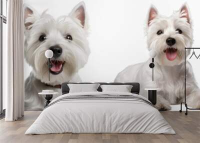 Collection of white highland terrier (portrait, sitting, standing, lying), dog bundle isolated on white background as transparent PNG Wall mural