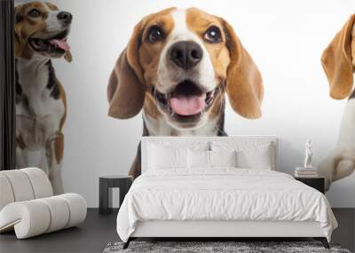 Happy beagle dog collection (sitting, standing, portrait, lying) isolated on a white background, animal bundle Wall mural