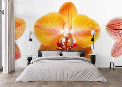 Orange orchid blossom collection, flower bundle isolated on white background as transparent PNG, generative AI Wall mural