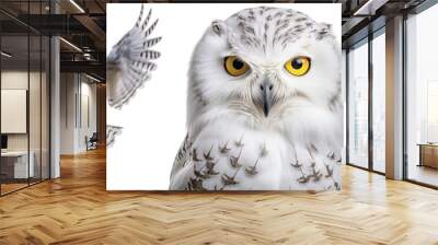 Snowy owl collection (portrait, flying, standing), animal bundle isolated on white background as transparent PNG Wall mural