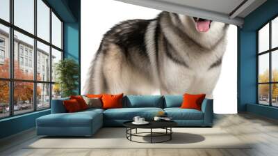 Standig husky dog isolated on white background as transparent PNG Wall mural