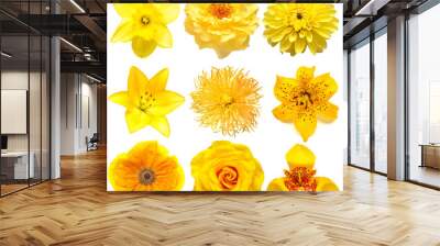 Collection beautiful head yellow flowers of daisy, narcissus, rose, dahlia, poppy, tigridia, lily isolated on white background. Beautiful floral delicate composition. Flat lay, top view Wall mural