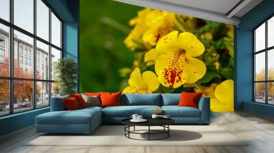 Bright yellow petals of Mimulus plant on a background of green grass Wall mural