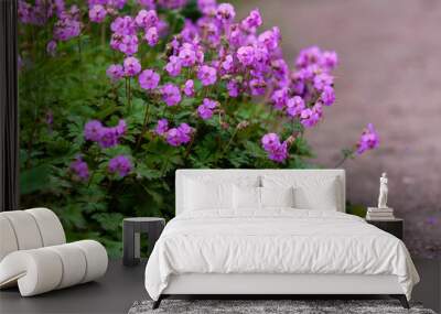 The Balkan Cranesbill, Geranium macrorrhizum is a cranesbill with beautiful lilac-pink flowers. Wall mural