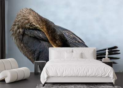 Great Cormorant (Phalacrocorax carbo) - Found on coasts worldwide Wall mural