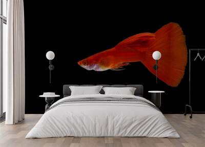 A guppy fish with a bright red color on a black background isoled. Wall mural