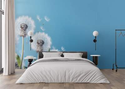 Dandelions isolated on blue background Wall mural