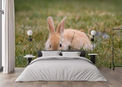 Youngborn little Easter bunny with orange cuddly fur eating green gras on a field Wall mural