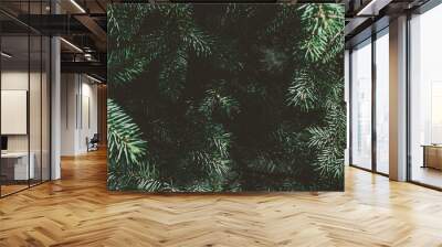 Christmas fir tree background with copy space. Fir tree branches texture. Wall mural