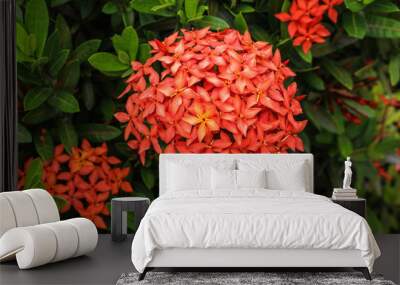 Ixora flower blooming closeup nature background Wall mural