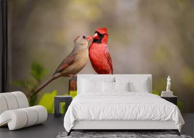 Loved Cardinal Feed Each Other in the Summer Wall mural