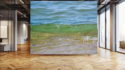 Coastal sea water and algae blue green bright gentle tender Wall mural