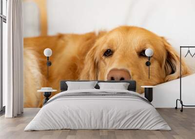 Golden Retriever’s Serene Rest. A gentle golden retriever resting its head peacefully on a soft white pillow Wall mural