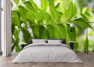 Neem leaves-Herbal medcine Wall mural