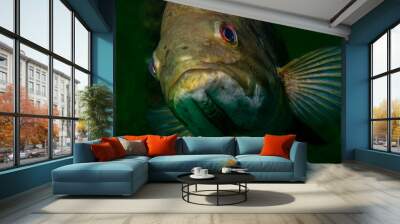 Close-up shot of a wild largemouth bass swimming in a Michigan inland lake. Micropterus salmoides Wall mural